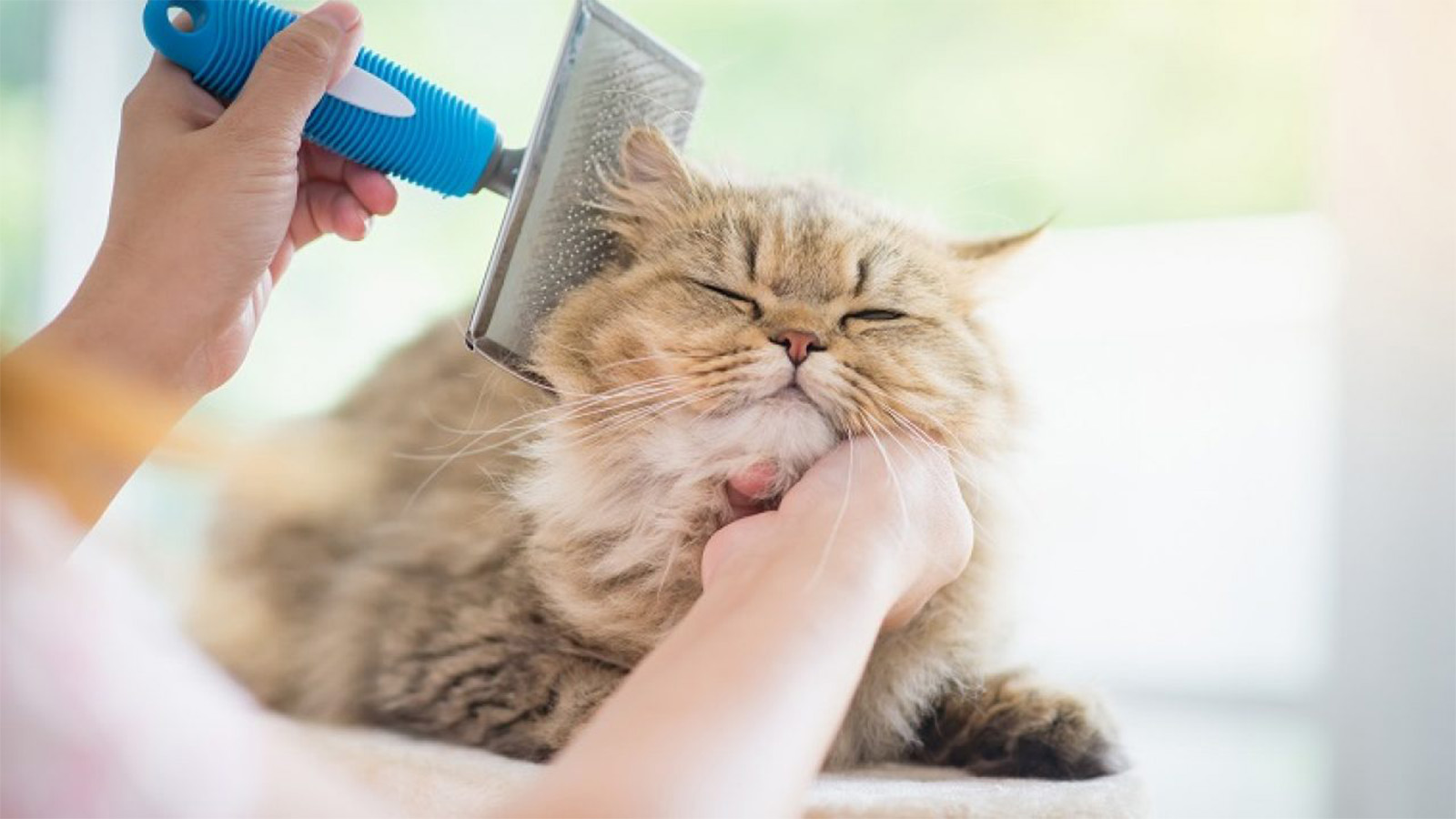 Melhor Escova Para Gatos